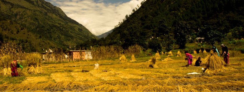 Jauljibi, Dharchula, Munsiyari, Madkot, Unexplored Route, Unseen Places, Uttaranchal, uttarakhand, Self Drive, india, Road Trip, Kali River, Maha Kali River, Gauri River, Gauriganga River, Panchkuli, Himalaya, Landscape, Paddy Cultivation
