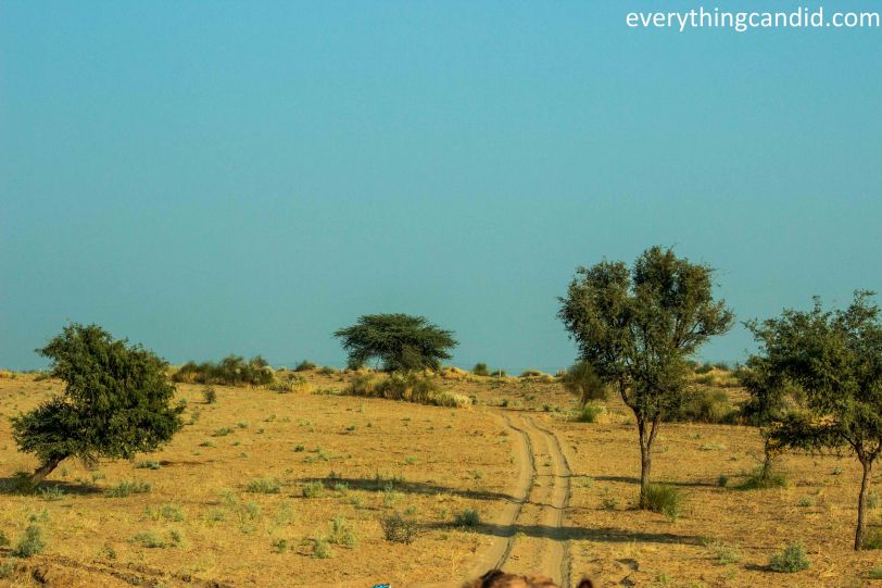 Desert Safari, Thar Desert, Rajasthan, India, Camel Ride, Travel, Camping, Desert Night, Sunrise, Sunset