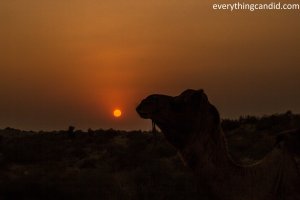 Desert Safari, Thar Desert, Rajasthan, India, Camel Ride, Travel, Camping, Desert Night, Sunrise, Sunset