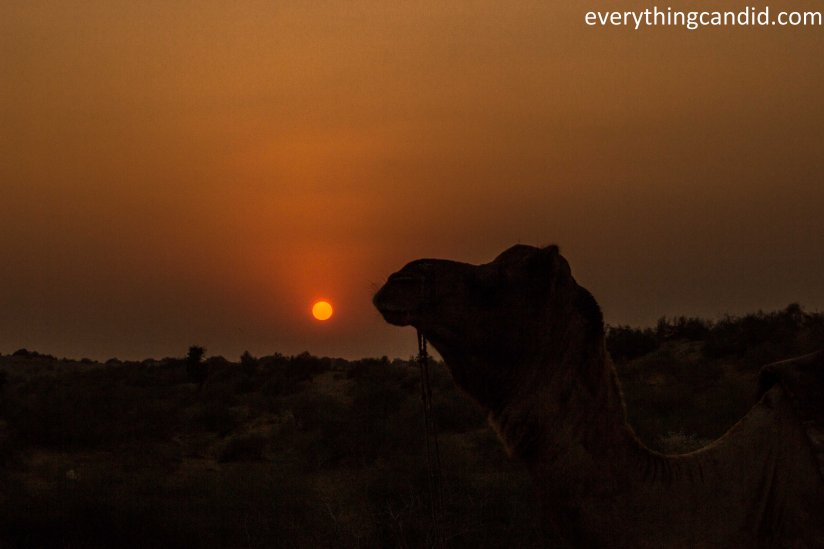 Desert Safari, Thar Desert, Rajasthan, India, Camel Ride, Travel, Camping, Desert Night, Sunrise, Sunset