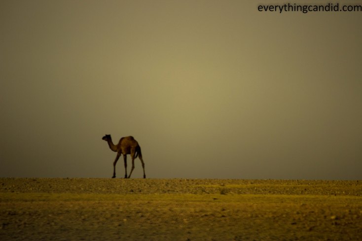 Self Drive, Road Trip, India, Rajasthan, Ford Figo, Bikaner, Mandawa, Haveli, Travel, Photography, Photo, forts, Desert, Thar, Camel, Bhujia, 