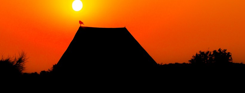 Bird, Thar, Travel, Freedom, Photography, Desert Safari