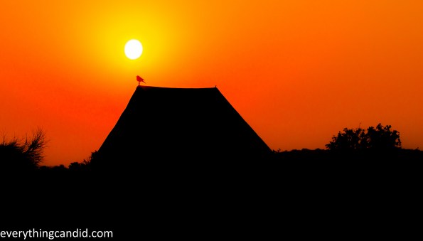 Bird, Thar, Travel, Freedom, Photography, Desert Safari
