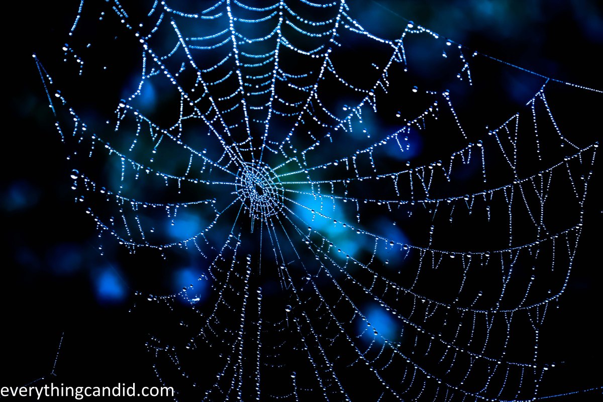 Water, nature, Spider Web, maharashtra