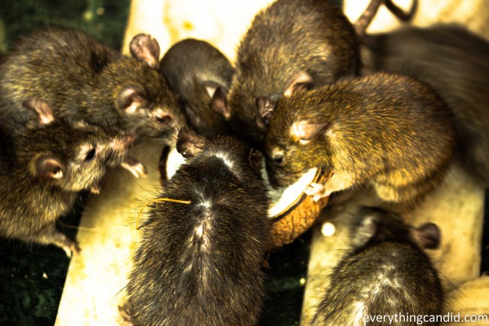 Karni mata, Bik, Rat Temple, Rajasthan, India, Bikaner