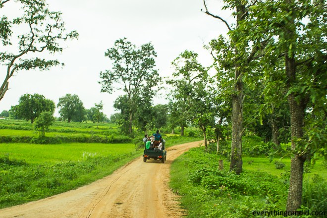 Jungle Safari at Barnawapara Wildlife Sanctuary