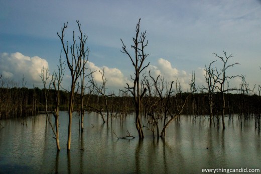 Barnawapara Wildlife Sanctuary