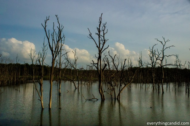 Barnawapara Wildlife Sanctuary