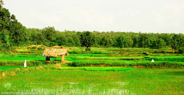 Chhattisgarh, Travel, Landscape, India, Road Trip