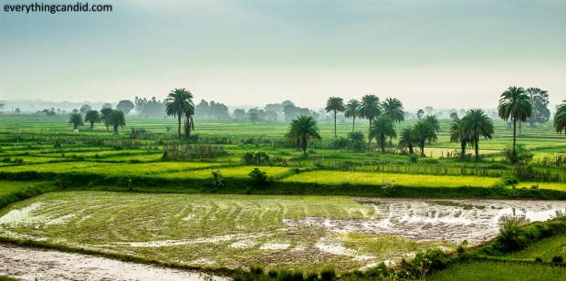 Paddy FIeld, Landscaped field from Chhattisgarh. Incredible India