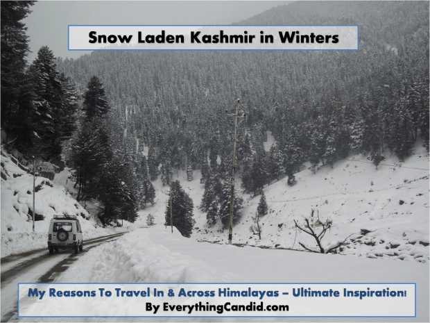 snow laden kashmir