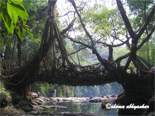 root bridges